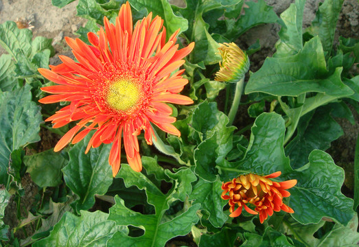 非洲菊花