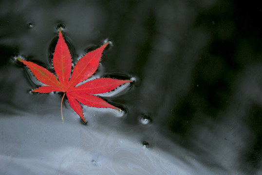 紅葉