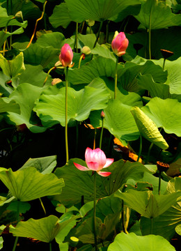 紅蓮花在陽(yáng)光下開(kāi)放