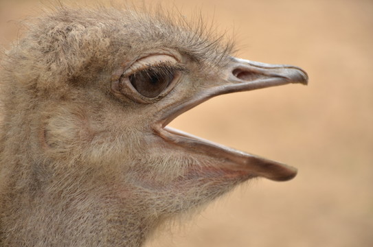 鴕鳥頭部特寫