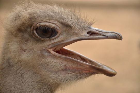 鴕鳥頭部特寫