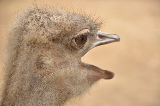 鴕鳥頭部特寫
