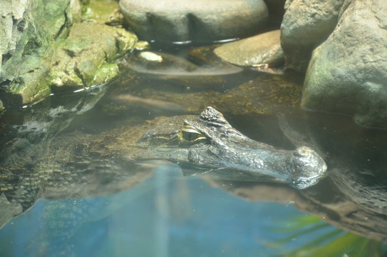 鱷魚