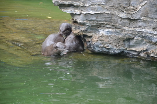 水獺