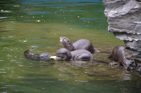 水獺