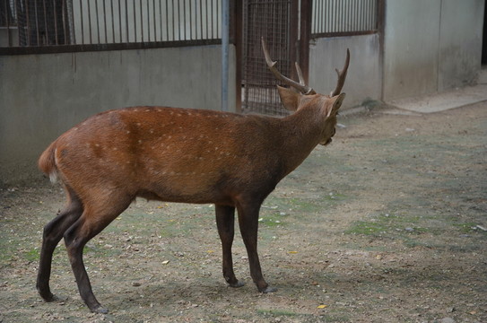 赤麂