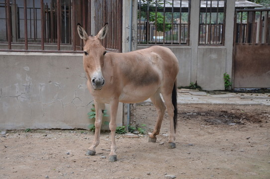 西藏野驢