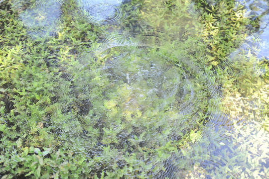 水草 漣漪