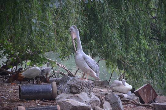 鵜鶘