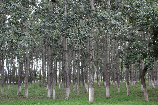 樹林