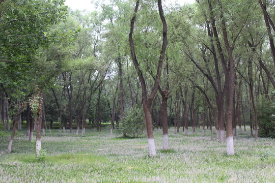 樹林