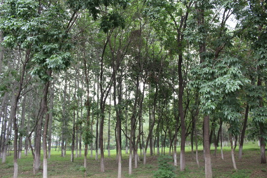 樹林
