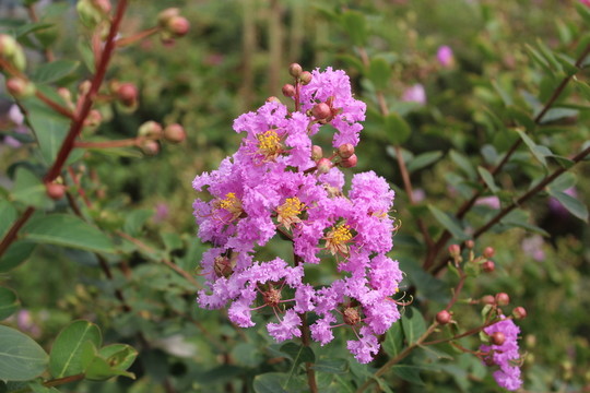 花
