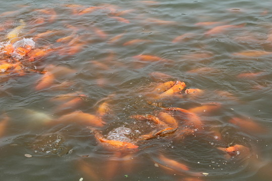 紅鯉魚群