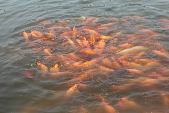 紅鯉魚群