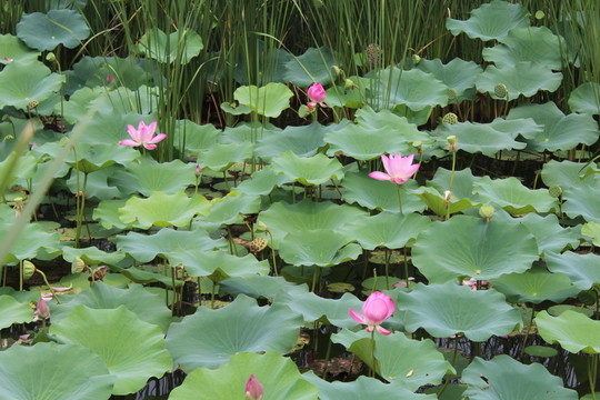 蓮花