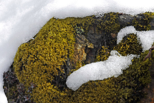 海螺溝冰川白雪覆蓋的地衣