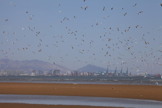海鷗