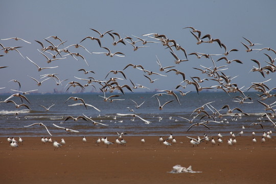 海鷗