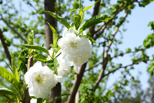 梨樹花