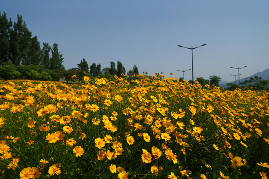 花海