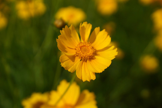 野菊花
