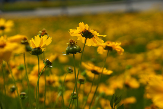 野菊花