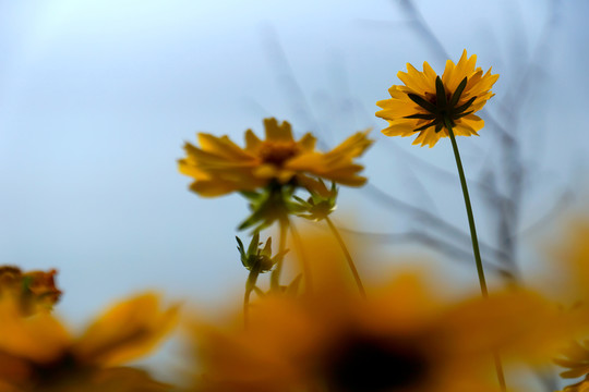 野菊花