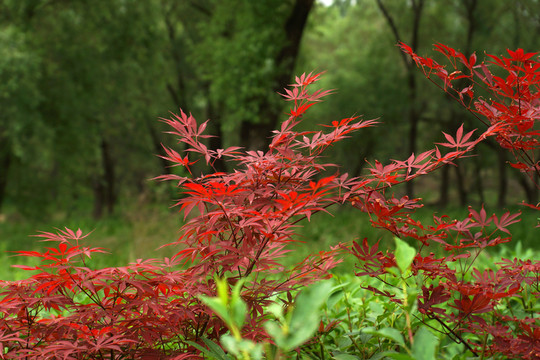 紅葉