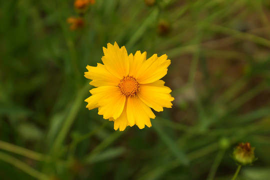 野菊花