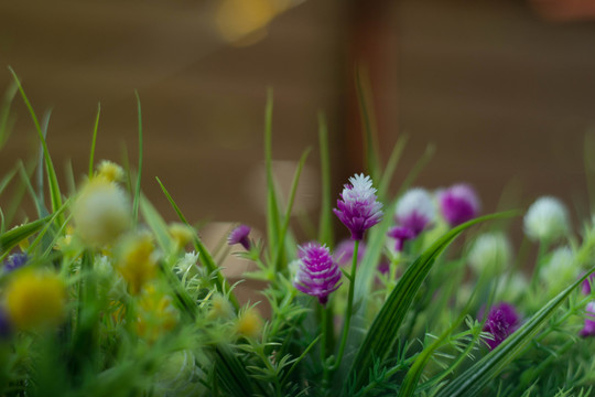 鮮花