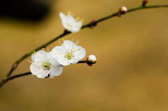 御景峰白梅