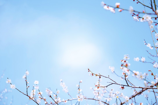 俏梅花 白色梅花 梅花枝椏