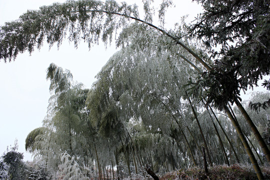 歷史名村 翠竹洋 竹林雪景