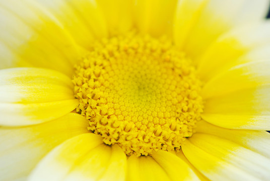 黃色菊花