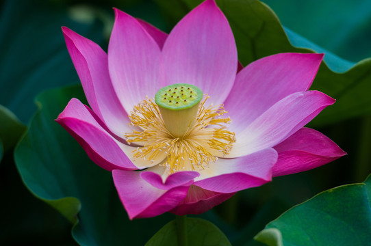 荷花