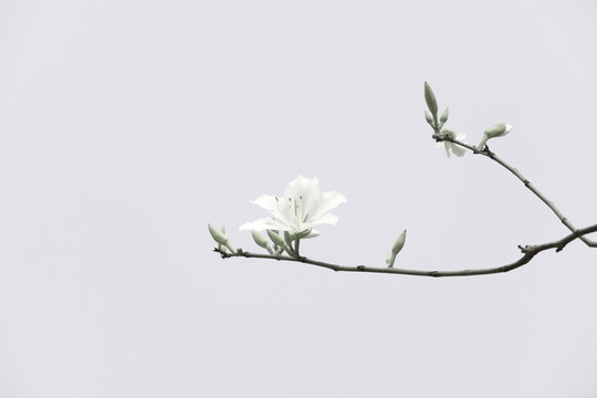 高清紫荊花