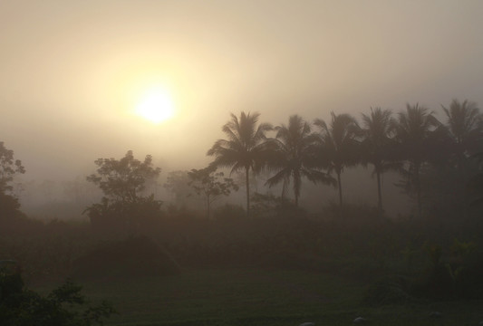 椰林霧景