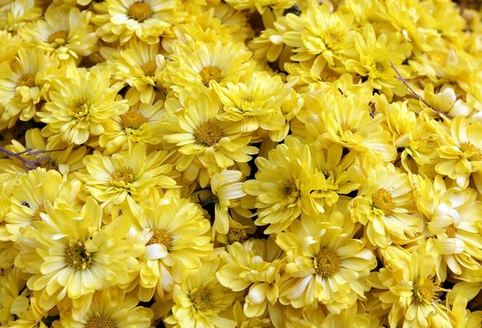 黃色小花