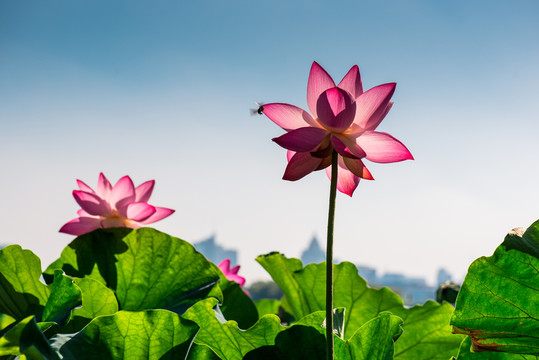 杭州西湖荷花