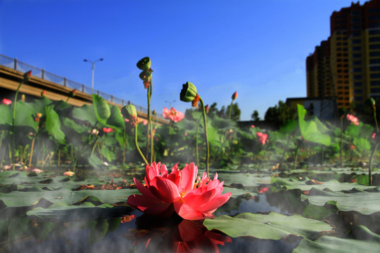 荷花