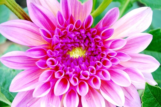 鮮花