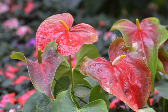 花燭