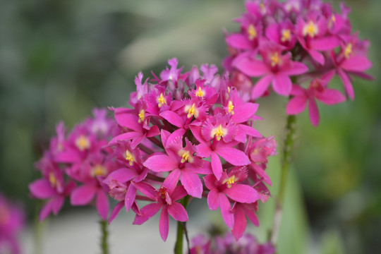 龍船花