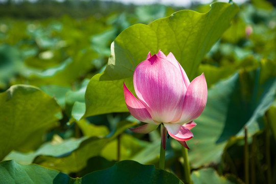 荷花