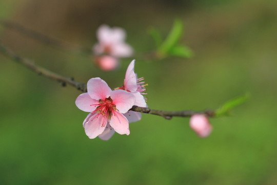 桃花