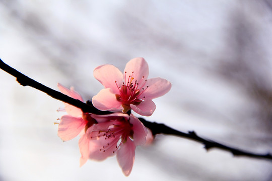 桃花