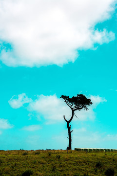獨(dú)樹山