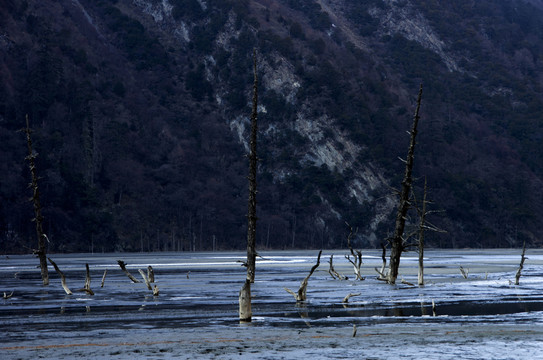 貢卡山景區(qū) 巴王海 水中的枯木