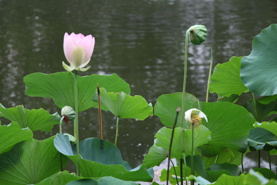 水塘里的蓮花